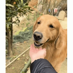 树上的金桔越来越少，今天终于抓住元凶？金毛：我嘴巴大吃天下！