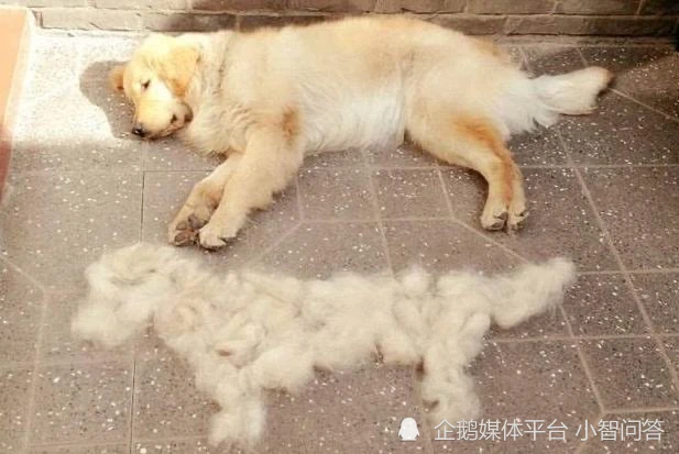 养什么宠物不掉毛、没味、好看、不咬人还不会随便乱窜？