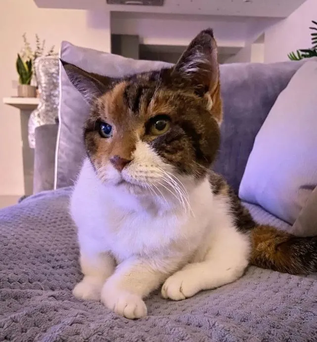 快来吸吸这只23岁的寿星猫，铲屎官：照顾长寿猫真的很简单！