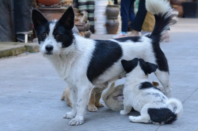 家里狗狗有这些特征，主人今年会“好运爆棚”！