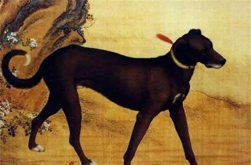 民间故事：“鸡不过六载，狗不过八年”，老狗成精报复无知孩童