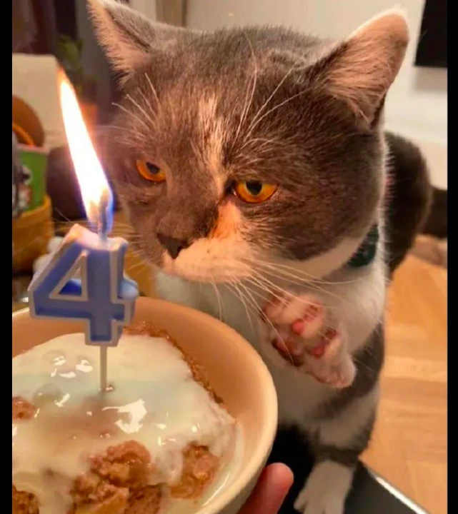 网友给猫过生日，它离蜡烛太近眉毛都被烧掉了一半，它还没察觉！