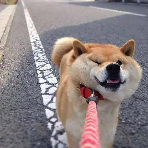 7养狗为何不要养柴犬？单凭这几点，“吓退”很多人！