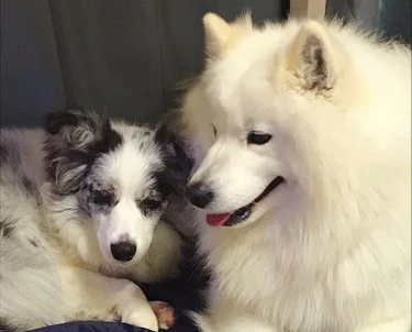 狗狗被养得好的表现，你家狗全中，证明你合格了