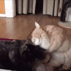 铲屎官造的孽，橘猫被剃毛后，猫姐姐不认这个弟弟了