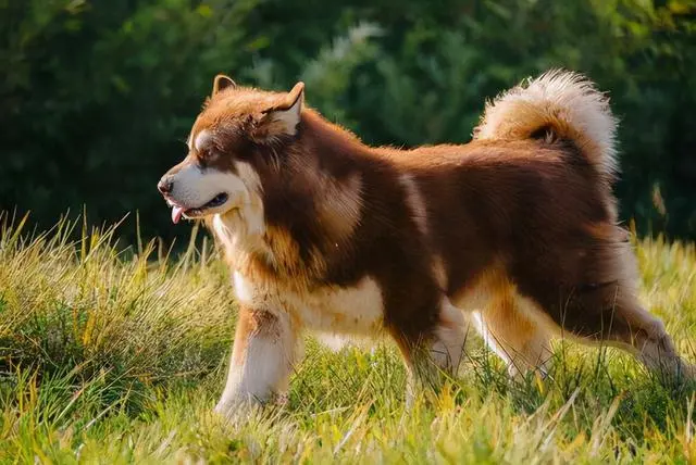 狗界最难养的狗，你养过几种，有全养过的吗？