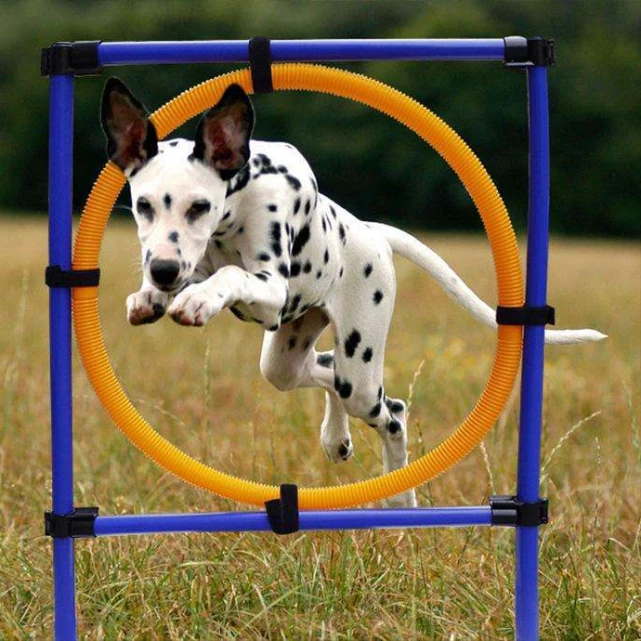 “养狗”和“养猫”，过的是两种不同的人生