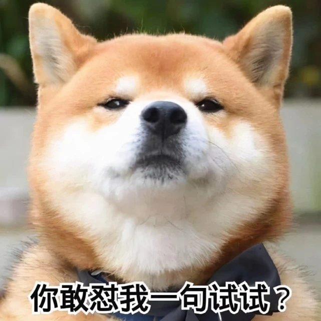 养狗好处多，堪比人生财富，为何社会对养狗有偏见？