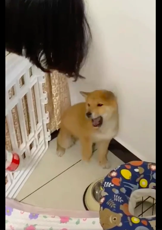 主人假装用瓶子打狗狗，它却害怕地发出了猪叫，表情也太搞笑了！