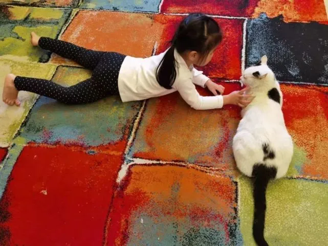 跟猫咪好好相处，就像养了个老三