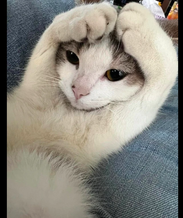 主人只要一把猫咪在腿上，它就会做出比心的动作，被小模样萌化了