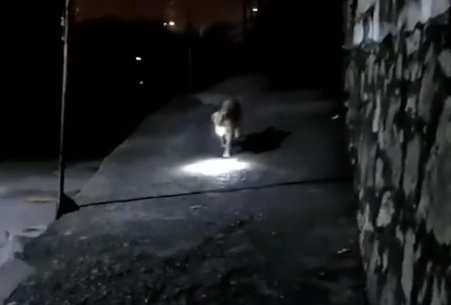 湖北主人用监控指挥狗子，打开手电筒接自己回家：没想到能成功