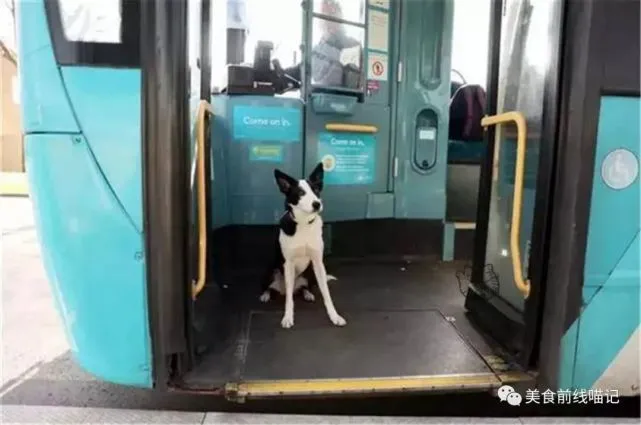 边牧有多聪明？走失后主人焦急万分，自己则淡定搭车回家