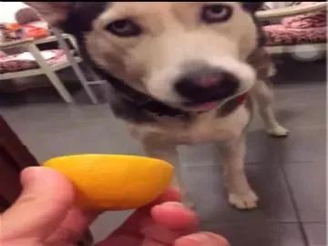 看见主人吃柠檬，二哈非要尝试，胡俄国骨头都不啃了！
