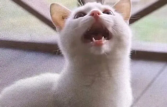 小猫渴望有个家，3次强闯女孩家都被扔出，一生气再也不出现了