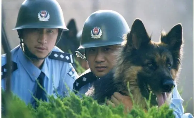 二战军犬目睹主人被害，5年后街头偶遇凶手，咬死仇人中弹身亡