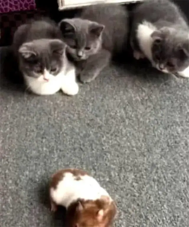 主人着急上班忘关仓鼠，本想会被猫咪当美餐，回来一看被笑翻