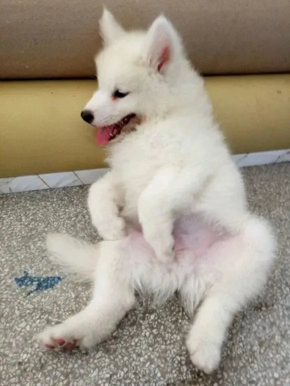 刚买的萨摩耶无精打采，是星期狗么？带去医院后它的行为让人笑趴