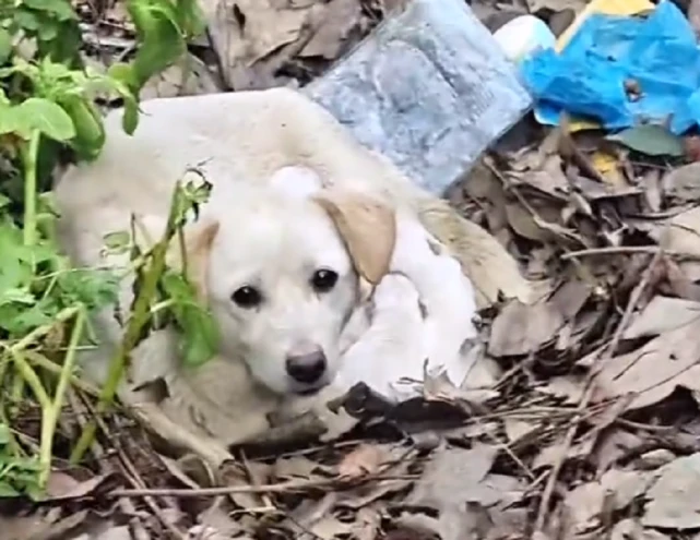 无助可怜的流浪狗，独自躲在偏僻臭水沟照顾自己的孩子，狗狗：请别伤害我们