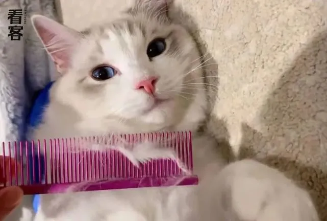 被养猫掏空的成年人