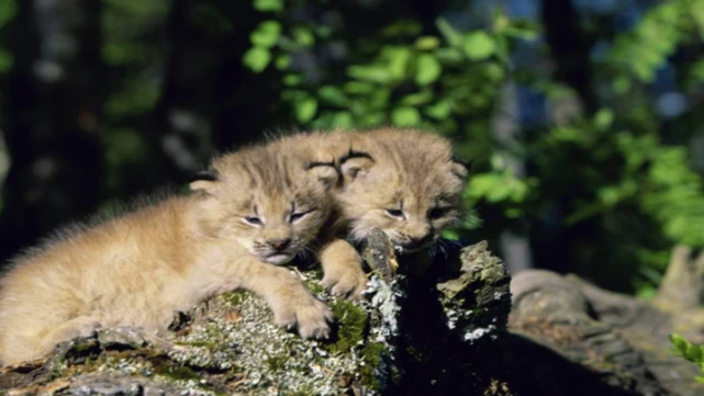 野外发现短尾猫与加拿大猞猁的杂交品种，它们生活得怎样