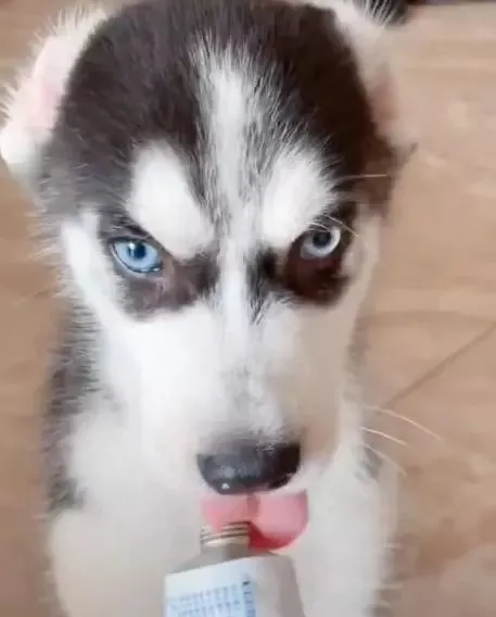 二哈吃酸奶耳朵往后翻，眼神邪恶，主人一看笑喷