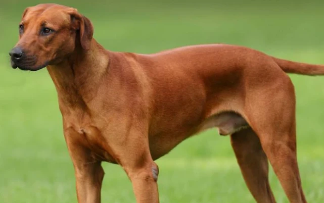罗得西亚脊背犬的详细资料