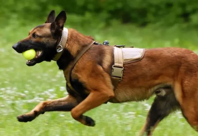 经典短篇：《诚实的猎狗》