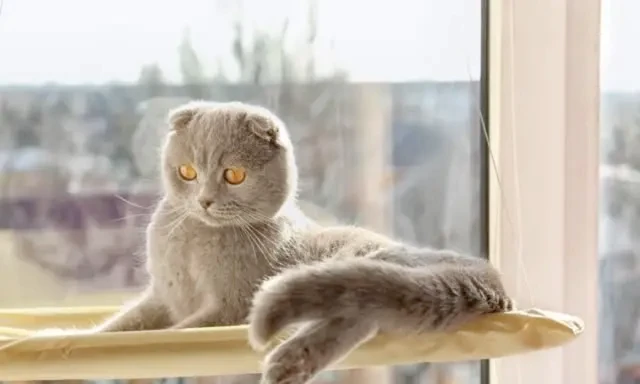 一辈子不让猫咪出门，会不会有些“残忍”？