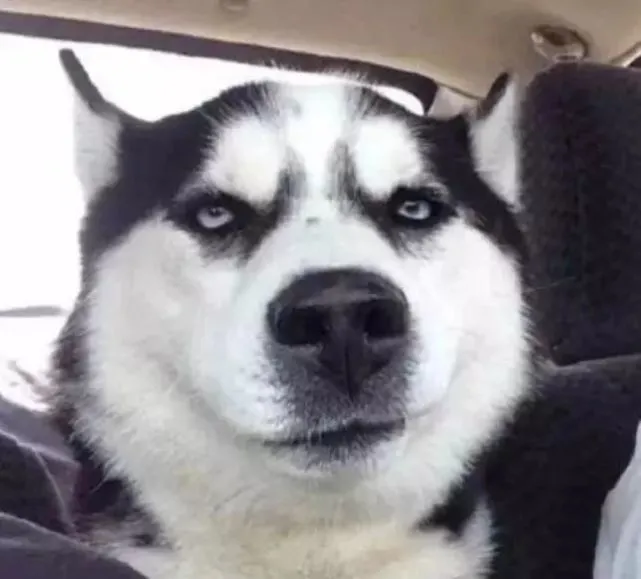 二哈躲在角落吃肉骨头，店主突然追来讨债：饿死鬼！