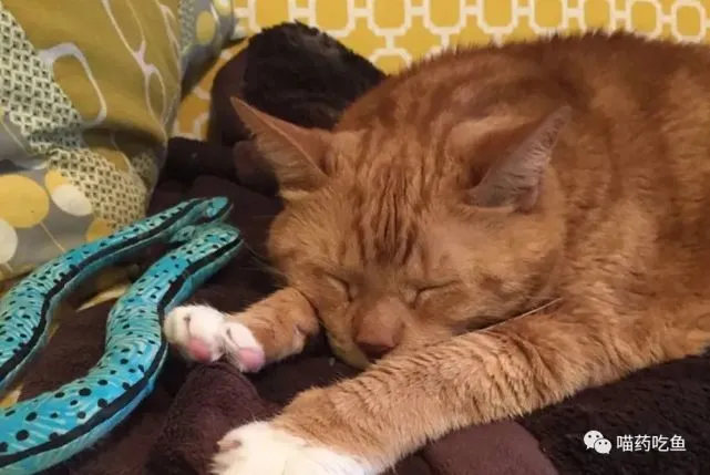 网友给自家猫买猫粮，买完回来顺手把宠物店的肥猫抱走了