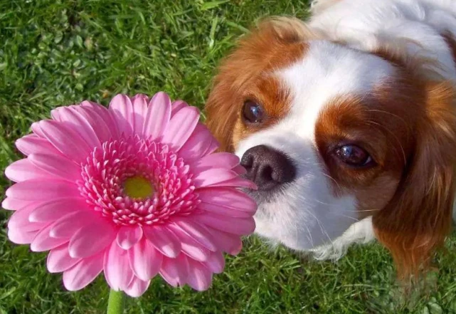 对狗狗来说，有点“残忍”的5件事，希望你没做过！