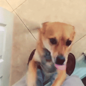 狗狗对你有这几个小动作，说明把你当“母亲”了！