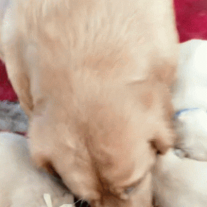 金毛混入一堆狗宝宝中，假装自己是宝宝，主人眯眼笑了！