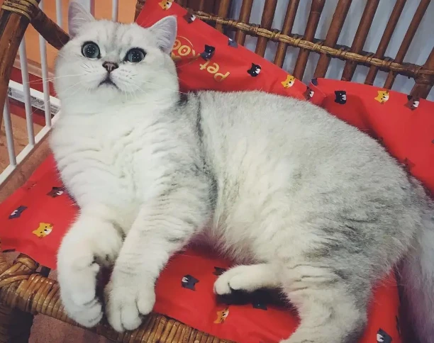 养银渐层的6大益处，养过的都说好，戒都戒不掉！