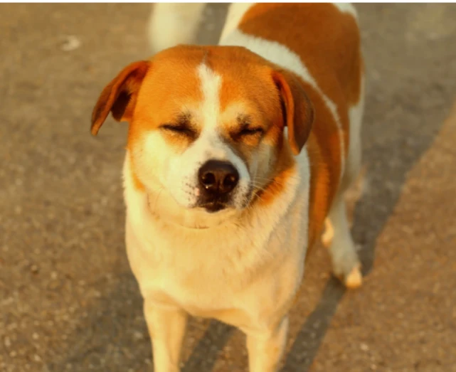 这些狗别随便养，因为它们会“忠诚”你一生