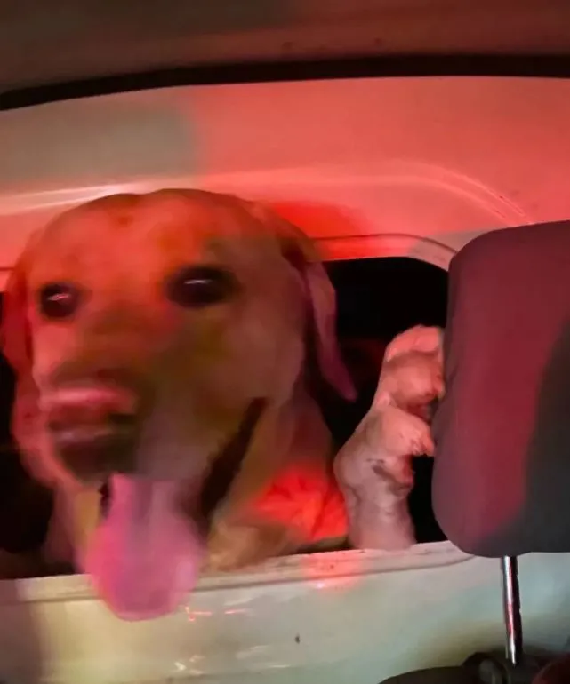 网友打货拉拉拉拉布拉多，结果…货拉拉的师傅被拉布拉多舔秃了！