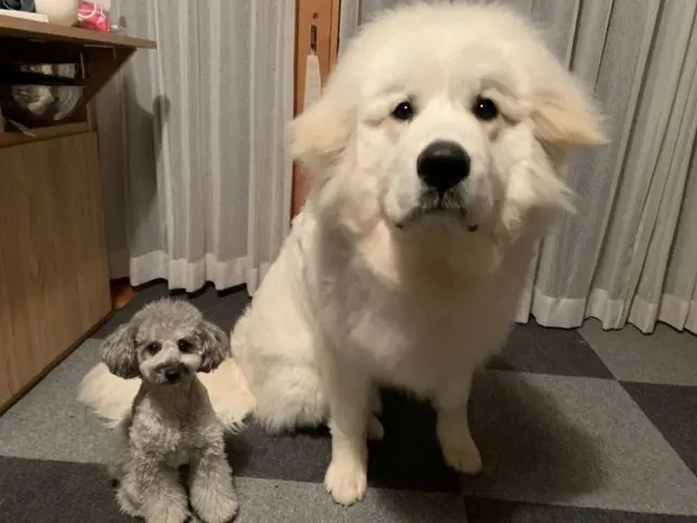 抱回家一个小团子，4个月大就长到1米5……这就是传说中的巨婴？