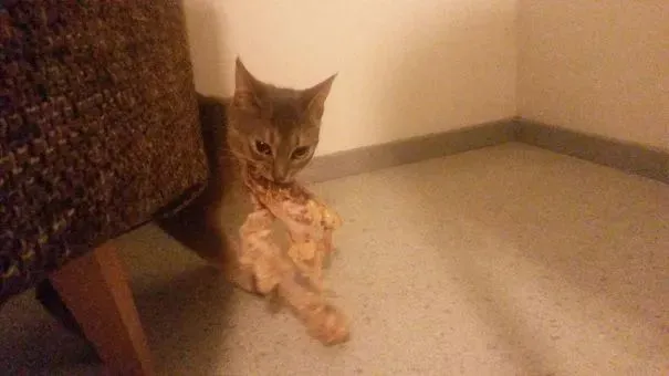 回家看到猫自己开锅偷肉吃，血压都上来了！