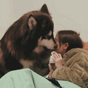 被禁养的6种狗，秋田犬在内，古牧为何也被禁养？