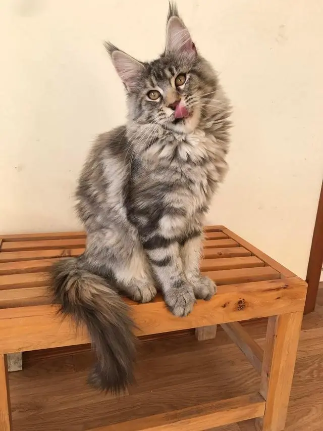 为什么养了缅因猫后，对其他猫就不感兴趣了？因为它太优秀了