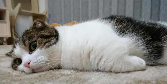 猫咪睡觉时有这些姿势，是爱主人的表现，中了就偷着乐吧