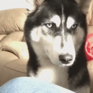 二哈吃不到零食，口水直流，眼神里都是话！