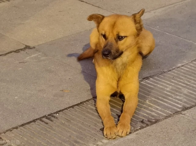 晚上狗狗会对着黑暗的地方狂吠，是不是看到了人类看不见的东西？