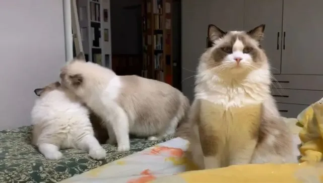 布偶猫受不了2只猫亲昵，把头傲娇转向主人，眼神也太真实了