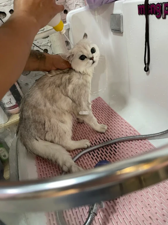 猫毛满屋飞，无处不在的刺挠，喷嚏停不下来