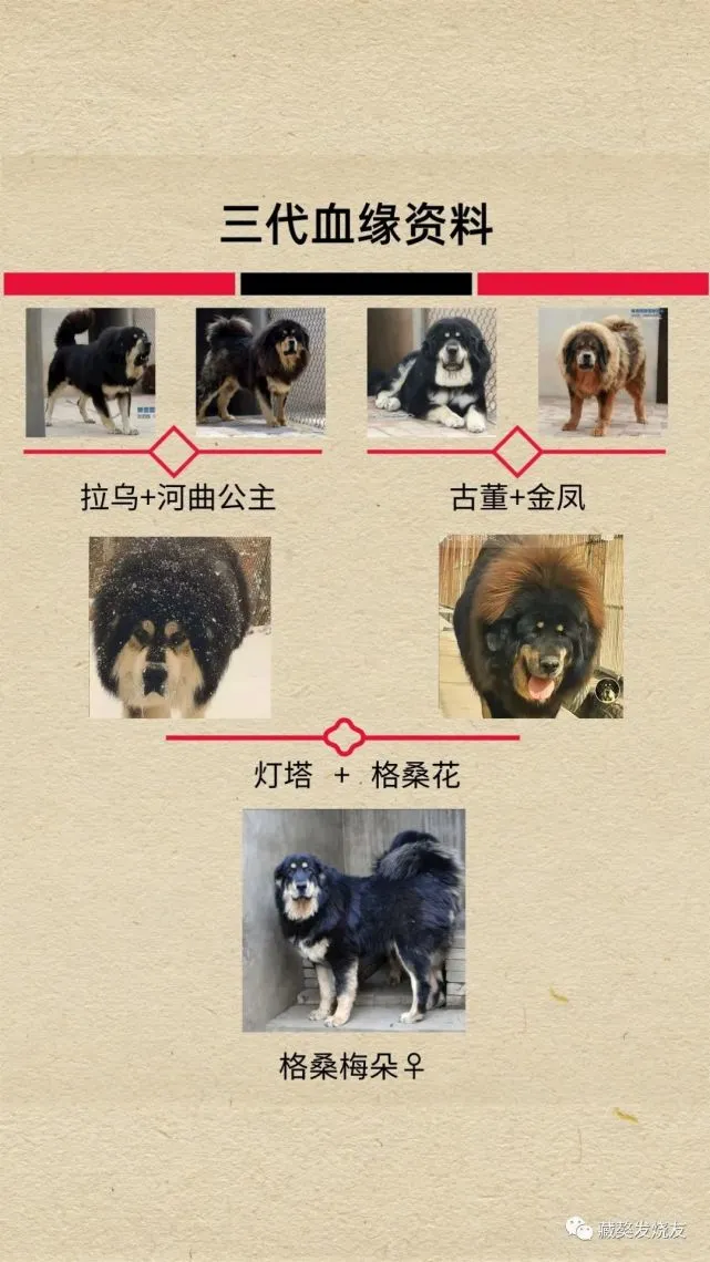 这大脸盘子怎么看怎么像猫头鹰啊，可你是藏獒呀！