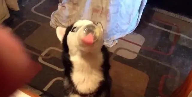 二哈吃东西，努力舔到小碗底部，结果这幕把主人逗乐了！