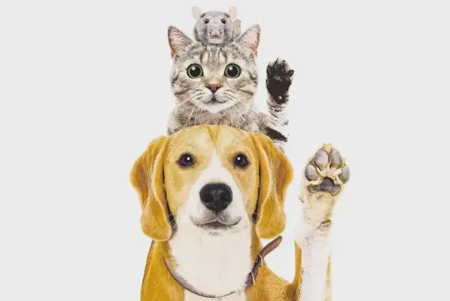 请开门，我来喂你家猫了