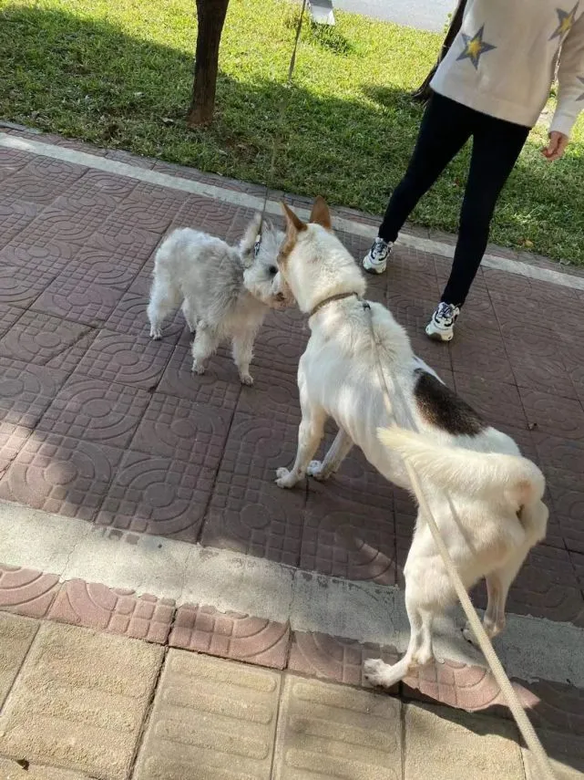 狗狗科普：狗狗寿命长短，由这些因素决定